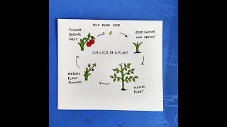 How to Draw Plant Life Cycle Step by StepPlant life cycle poster drawingSEED GERMINATION PROCESS [upl. by Emalia216]