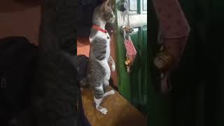 Pusang marites marites na pusa funny cat funny cat videos pusa nakakatawa [upl. by Enttirb709]