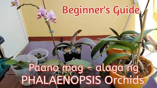 Paano Magalaga ng Phalaenopsis Orchids  Beginners Guide [upl. by Shaeffer783]