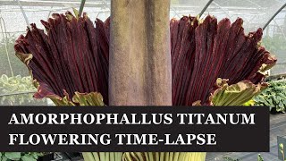 Amorphophallus titanum flower opening timelapse 100x speed June 2023 [upl. by Kaylil]