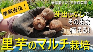 【里芋の育て方】芽出し・土寄せ・除草なし！植え付けのコツ【有機農家直伝！無農薬で育てる家庭菜園】 2245 [upl. by Mignon379]