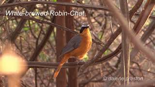 Whitebrowed RobinChat call  sound [upl. by Enrobyalc131]