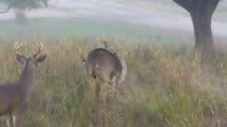 Whitetail deer mating Nov 7 2006 [upl. by Clellan]