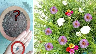 GROW Portulaca from seeds  Best and easy way to grow Moss rose from seeds [upl. by Ellinger]