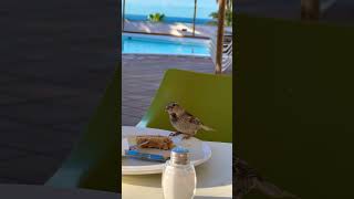 Lanzarote THB Flora Breakfast [upl. by Auqinom]