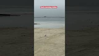 EARLY MORNING VISITOR SA DOLOMITE SAND MANILA BAY [upl. by Claudelle]