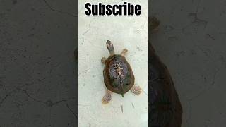 Acha chalta ho ☺️🌍🥺viral turtlelover shortvideos trending shorts yutubeshorts explore india [upl. by Aicined168]