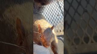 Squirrel nibbles on my pants to see if its food [upl. by Emawk]