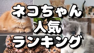 人気猫種ランキング 飼いやすい種類や性格＆特徴は？ [upl. by Nyleuqcaj]