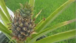 pineapple growing time lapse [upl. by Aramas]