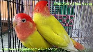 BirdsAnimal Market in Mirpur1 DhakaBD Part 8 LoverBirdsLover [upl. by Rolyks]