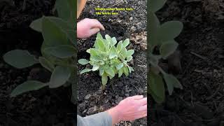 Lambs Ear Planting Instructions shorts [upl. by Arrehs]