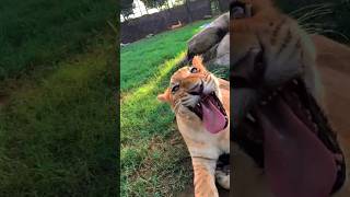 lion lioness tierenature africa youtubeshortsfypforyou اسد حيوانات حيواناتمفترسه [upl. by Rodmun164]