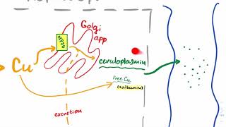 USMLE Step 1  Copper metabolism  Wilson disease vs Menkes [upl. by Wurtz]