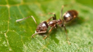 Argentine Ants  The Global Super Colony [upl. by Beall]