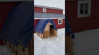 Building a Cattle Panel Livestock Alpaca Shelter [upl. by Niriam]