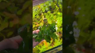 Nomaphila Siamensis aquarium plants [upl. by Llerihs]