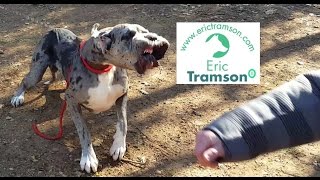 Toulouse Teaser d’un chien Dog Allemand d’une extrême agressivité Eric Tramson [upl. by Nosdivad]