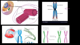 Grade 12 Life Sciences Meiosis Part 1 [upl. by Ahsilam392]