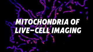 Livecell imaging of mitochondria ｜chinetekscientific1375 [upl. by Peh]