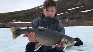 Isfiske Røye 54kg Dividalen Indre Troms [upl. by Atled]