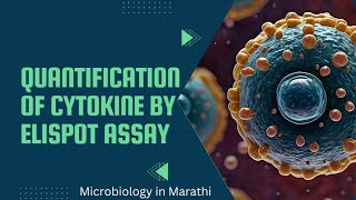 Quantification of Cytokine by ELISPOT Assay  Immunology  Microbiology In Marathi [upl. by Nomar87]