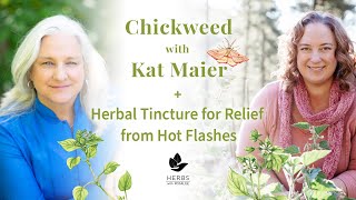 Chickweed with Kat Maier  Herbal Tincture for Relief from Hot Flashes [upl. by Gweneth]