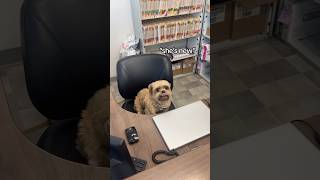 😳New receptionist has some social anxiety veterinaryservices vetmed shorts [upl. by Chadd]