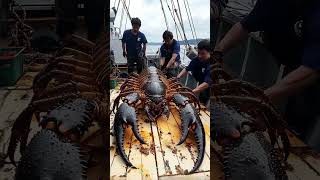 Giant Sea Monsters Caught by Fishermen 🐙🎣GiantSeaCreatures FishingDiscoveries OceanMysteries [upl. by Novaj]