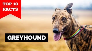 Greyhound  Top 10 Facts [upl. by Vinia]