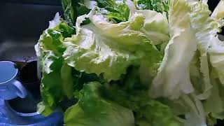 Stir Fried Butterhead Lettuce With Preserved Chilli Bean Curd  Dong Sang Choi Jui Lat Ciu Fu Yi [upl. by Emery]