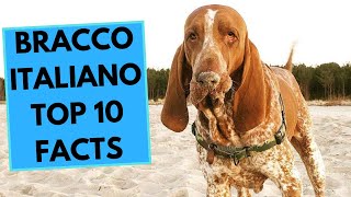 Bracco Italiano  TOP 10 Interesting Facts [upl. by Zinn882]