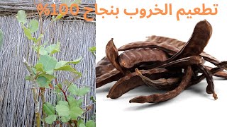 طريقة تطعيم شجرة الخروب خطوة بخطوة بنسبة نجاح 100 How to graft a carob tree [upl. by Htezzil]