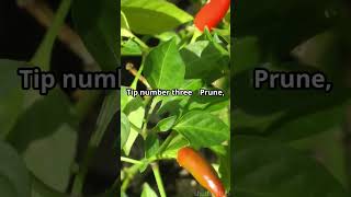 RIPEN Those Chillies FAST at the End of the Season [upl. by Kamila]