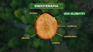 Endoterapia Toscana  La cura degli alberi rispettando lambiente [upl. by Kline]