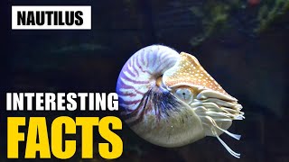 Exploring the Fascinating World of Nautilus  Interesting Facts  The Beast World [upl. by Sisco]