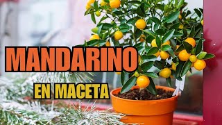 Consejos para tener un mandarino en maceta como tener un árbol de cítricos en maceta [upl. by Nybor]