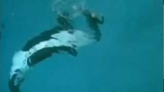 Killer whale drags trainer underwater at SeaWorld San Diego [upl. by Earla]