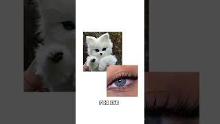 What type of animal eyes do you have trending foryou youtubeshorts viralvideo ytshorts [upl. by Accber994]