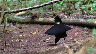 Western Parotia Arfak West Papua Indonesia [upl. by Aed211]