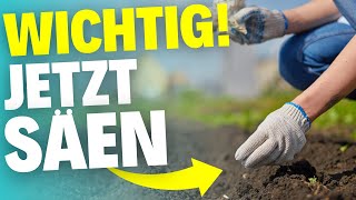 5 Pflanzen die jetzt im September gesät werden müssen [upl. by Akemad28]