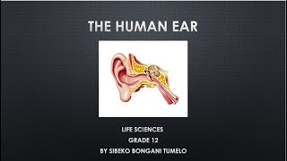 LIFE SCIENCES HUMAN EAR GRADE 12 [upl. by Nnylarac227]