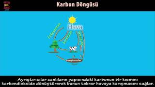 45 saniyede Karbon Döngüsü [upl. by Feerahs]