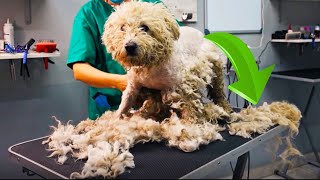 Shaving MATTED FUR of NEGLECTED DOG Changed his life [upl. by Aicatsana]