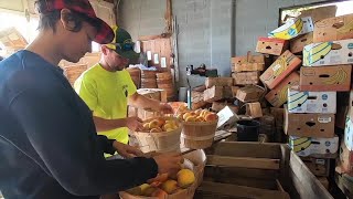 Senek Farms in Ransomville has been a family run operation for 100 years [upl. by Aikemit]