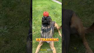 🔥Smart Loyal and Agile The Incredible Malinois Malinois SmartDogs WorkingDogs DogLovers k9 [upl. by Irahc]