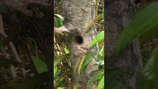 Hungry Baby Barbet Screaming Sound Like a Cat – Parent Birds Feeding Chick at Nesthole [upl. by Bayless235]