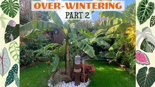 How I OverWinter My Musa Basjoo Cannas Gunnera etc 🌿🌴🍁🍂🧡 [upl. by Quintus]