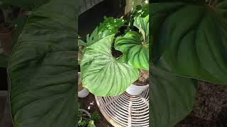 have you seen my plowmanii philodendron [upl. by Ahsital]