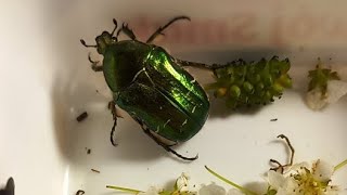 Beetles Flies Bibio Woodlices Isopoda Enjoy Easter Day in Ukraine 050524 Kyiv Ukraine [upl. by Cassidy880]